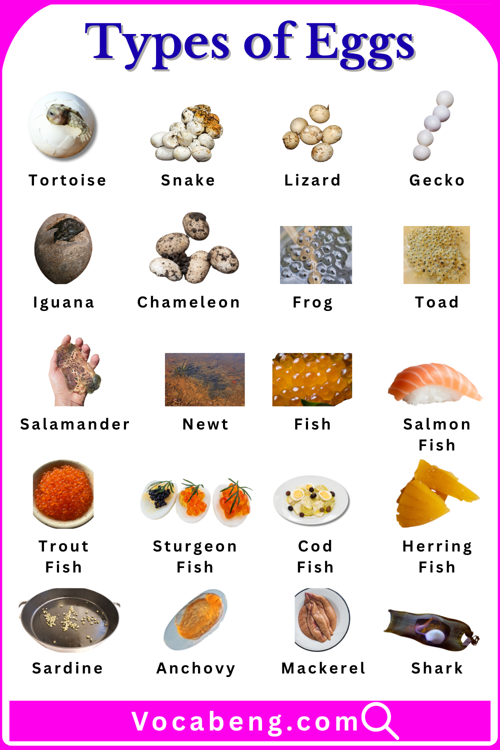 Common Types of Eggs with Names in English