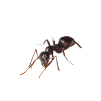 Cornfield Ant | Different Types of Ants and their Names