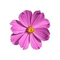 Cosmos