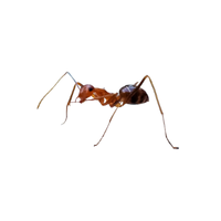 Crazy Ant