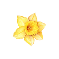 Daffodil | Types of Flowers with Names