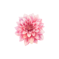 Dahlia | Types of Flowers with Names