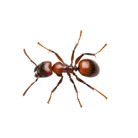 Desert Ant | Different Types of Ants and their Names