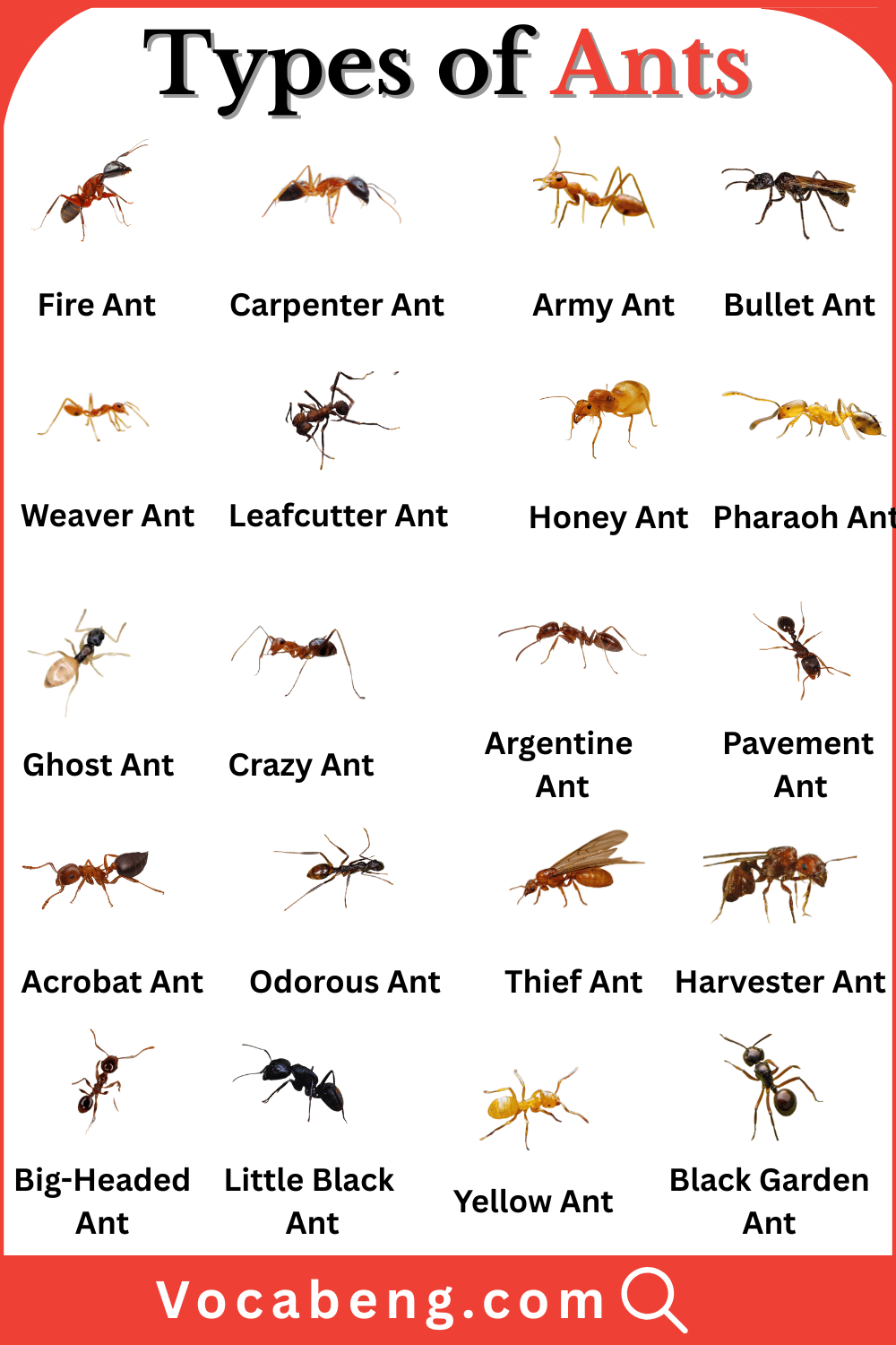 Different Types of Ants Breeds Names in English with Images