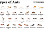 Different Types of Ants and their Names in English with Pictures