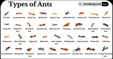 Different Types of Ants and their Names in English with Pictures