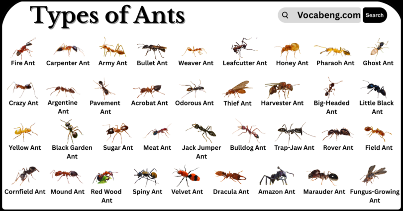 Different Types of Ants and their Names in English with Pictures