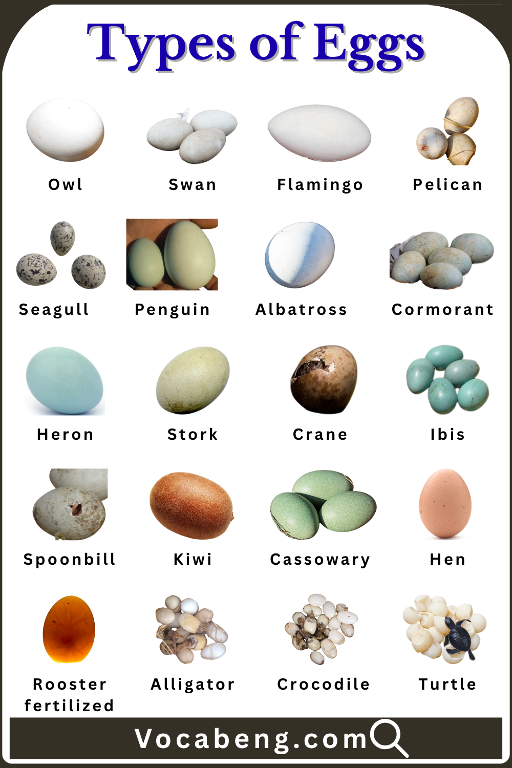 Different Types of Eggs with Names in English and Images
