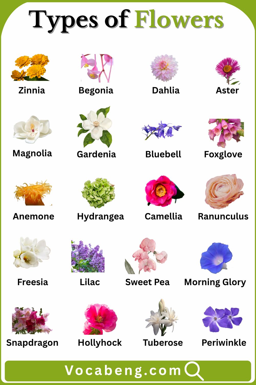 Different Types of Flowers Names in English with Pictures