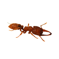 Dracula Ant