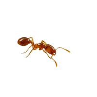 Field Ant | Different Types of Ants and their Names