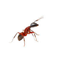 Fire Ant | Different Types of Ants and their Names