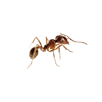 Forest Ant
