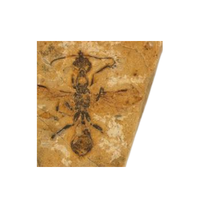 Fossil Ant | Different Types of Ants and their Names