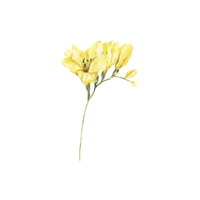 Freesia | Types of Flowers with Names