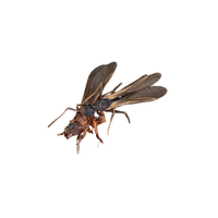 Fungus-Growing Ant