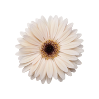 Gerbera