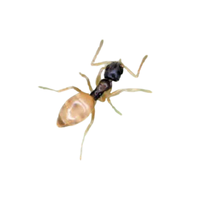 Ghost Ant | Different Types of Ants and their Names
