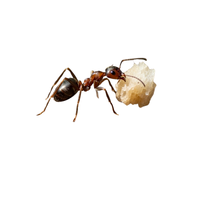 Ground Ant | Different Types of Ants and their Names