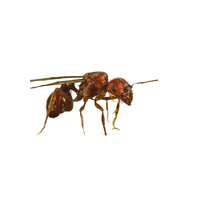 Harvester Ant