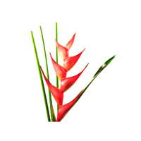Heliconia