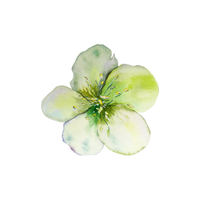Hellebore | Types of Flowers with Names
