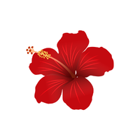 Hibiscus | Types of Flowers with Names
