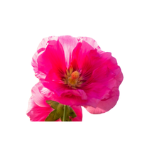 Hollyhock