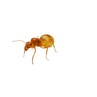 Honey Ant | Different Types of Ants and their Names