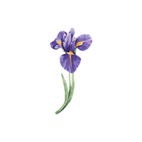 Iris | Types of Flowers with Names