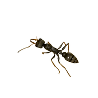 Jack Jumper Ant
