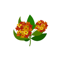 Lantana