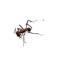 Leafcutter Ant
