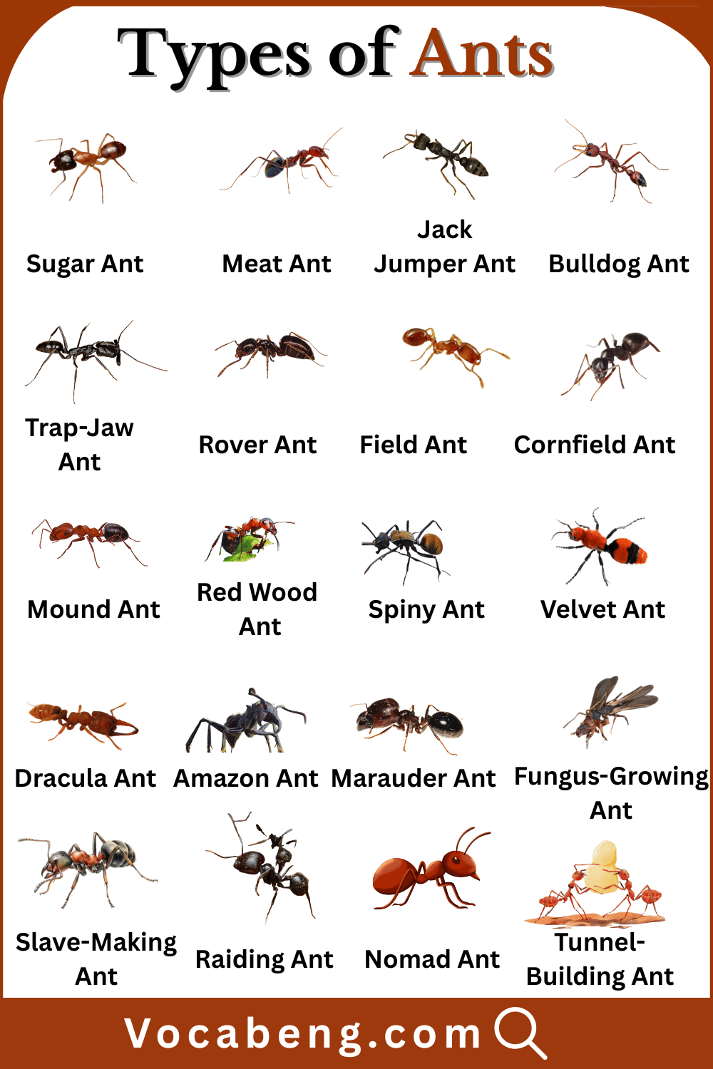 Learn Types of Ants Names in English with Pictures