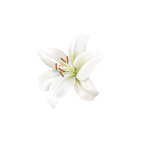 Lily