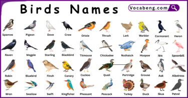 List of Birds with Names and Their Pictures