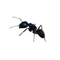 Little Black Ant