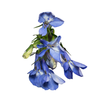 Lobelia