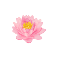 Lotus | Types of Flowers with Names