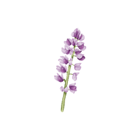Lupine | Types of Flowers with Names