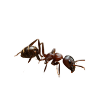 Majestic Ant | Different Types of Ants and their Names