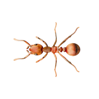 Male Ant | Different Types of Ants and their Names