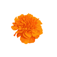 Marigold