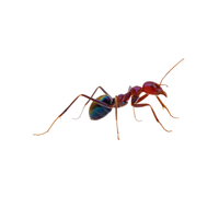 Meat Ant | Different Types of Ants and their Names
