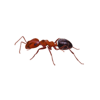 Mound Ant | Different Types of Ants and their Names