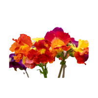 Nemesia