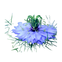 Nigella