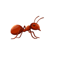 Nomad Ant | Different Types of Ants and their Names