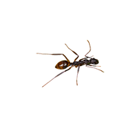 Odorous Ant