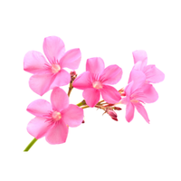 Oleander